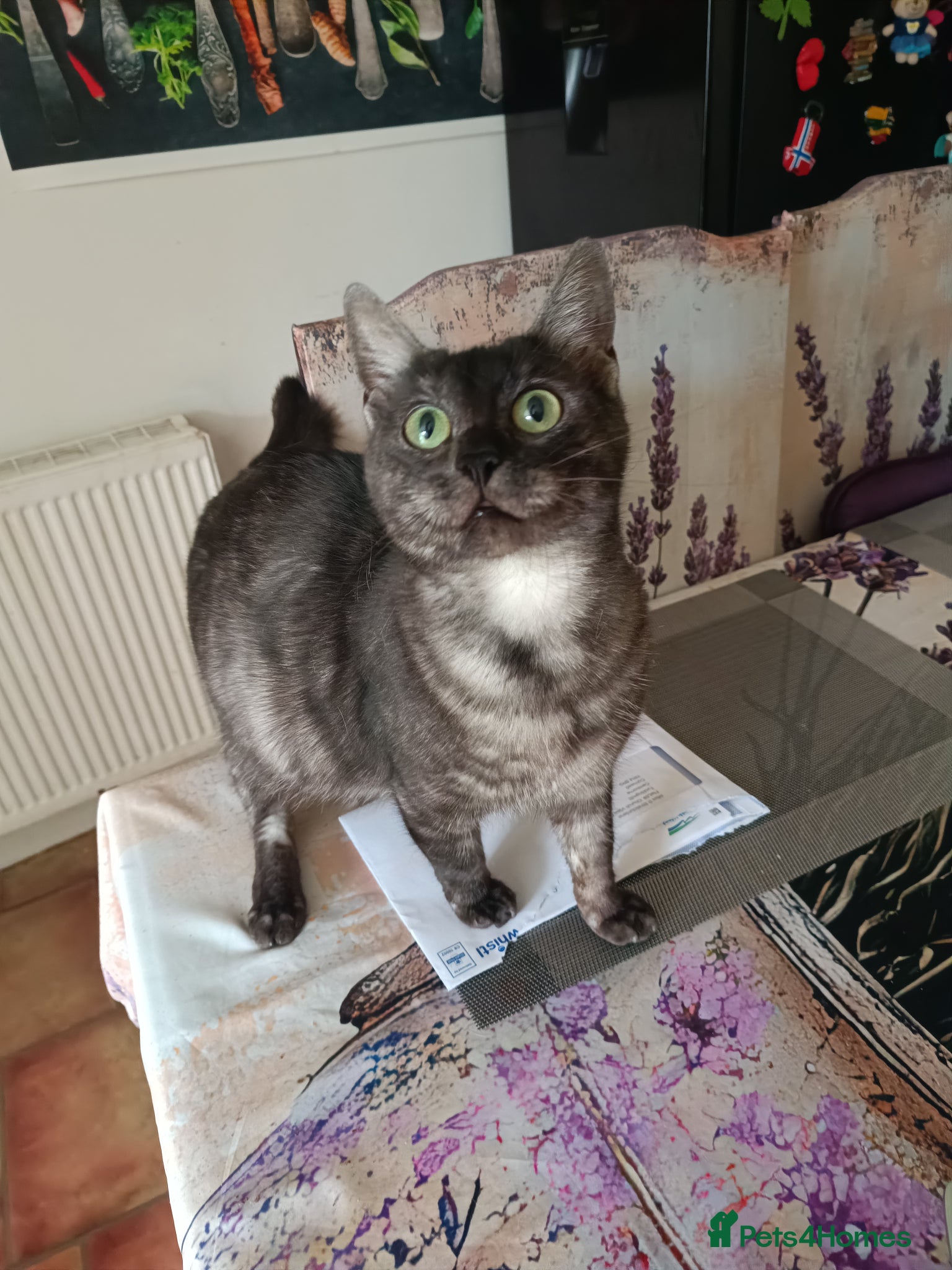 Bengal cats Black Bengal x Nebelung. - Advert 1