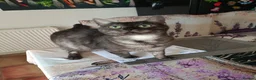Bengal cats for sale: Black Bengal x Nebelung. in Camborne - Advert 1