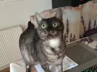 Bengal cats for sale: Black Bengal x Nebelung. - Advert 2