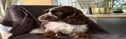 Cockapoo dogs for sale: Beautiful F1 Cockapoo Puppies! - Advert 3