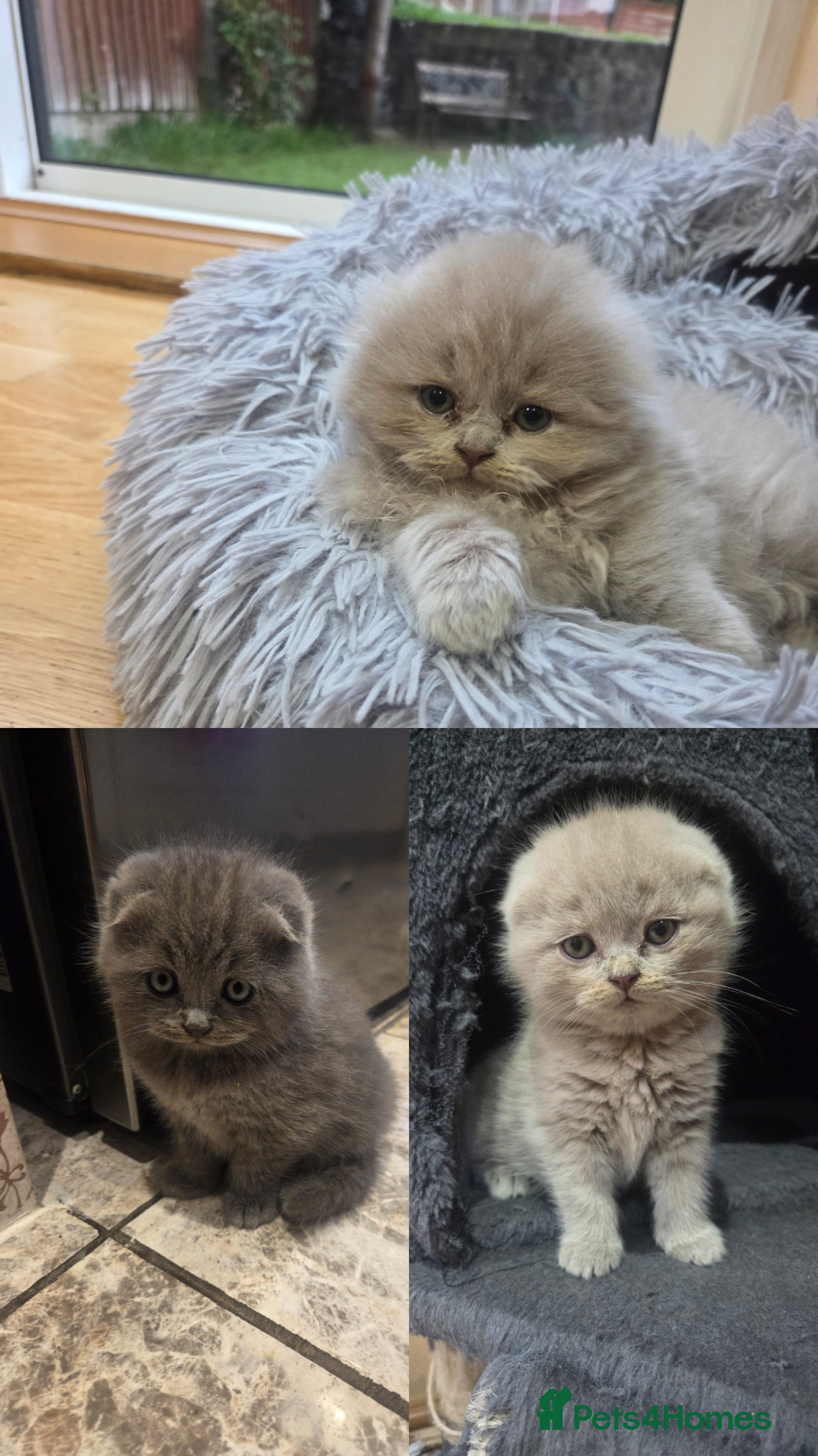 British Shorthair cats Scottish cats girl boy short, longhair  - Advert 8