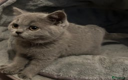 British Shorthair cats for sale: Chunky British shorthair kittens  - Image 5
