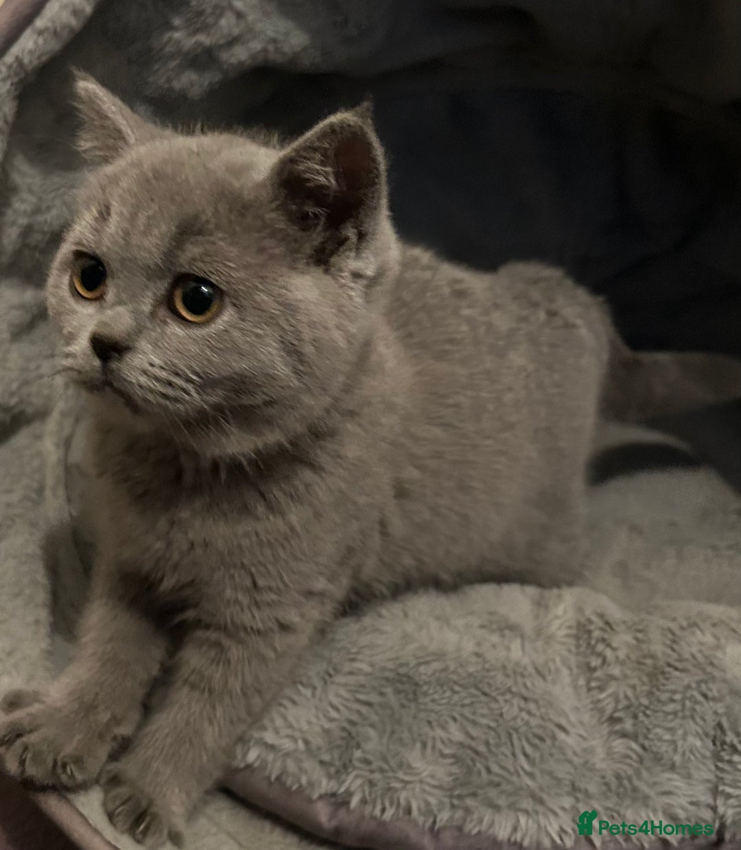 British Shorthair cats for sale: Chunky British shorthair kittens  - Image 5