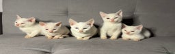 Turkish Angora cats for sale: X5 Beautiful Purebred Turkish Angora Kittens  - Advert 1