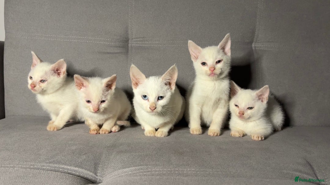 Turkish Angora cats for sale: X5 Beautiful Purebred Turkish Angora Kittens  - Advert 1