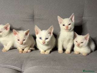 Turkish Angora cats X5 Beautiful Purebred Turkish Angora Kittens - Advert 1