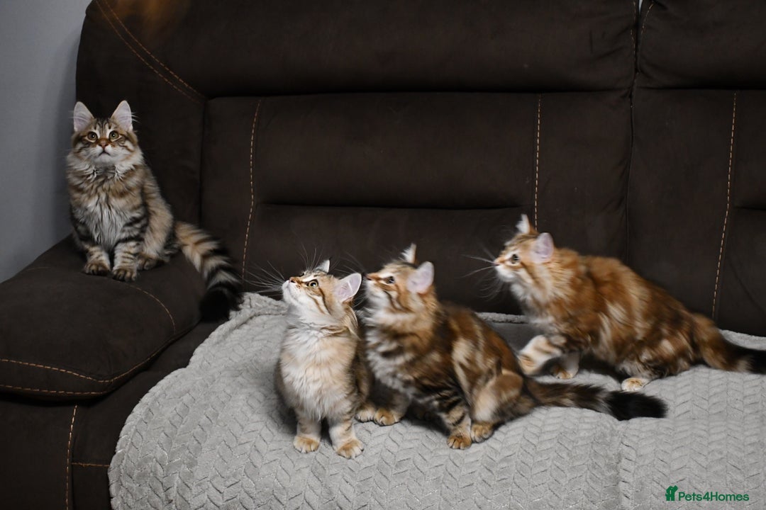 Siberian cats for sale: Siberian From Tunguska House Cattery - Advert 3