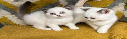 British Shorthair cats for sale: Stunning British shorthair kittens - Advert 2