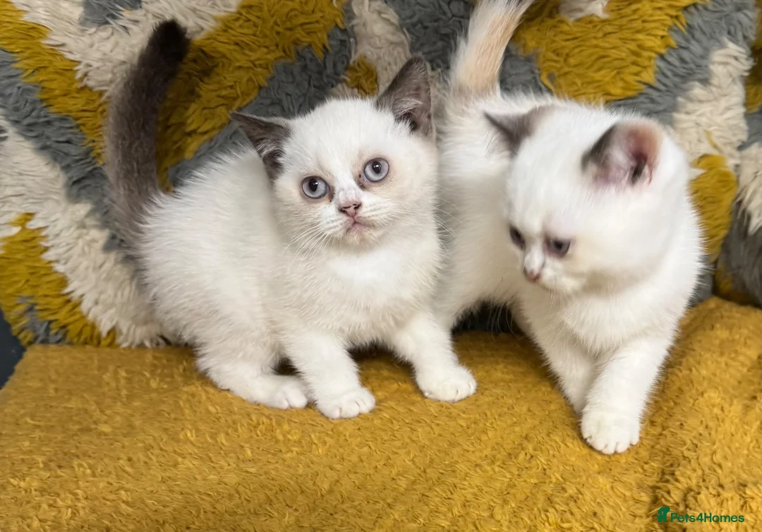 British Shorthair cats for sale: Stunning British shorthair kittens - Advert 2
