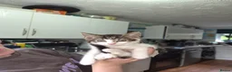 Mixed Breed cats for sale: 2 bundles of fun and furryness in Andover - Advert 9