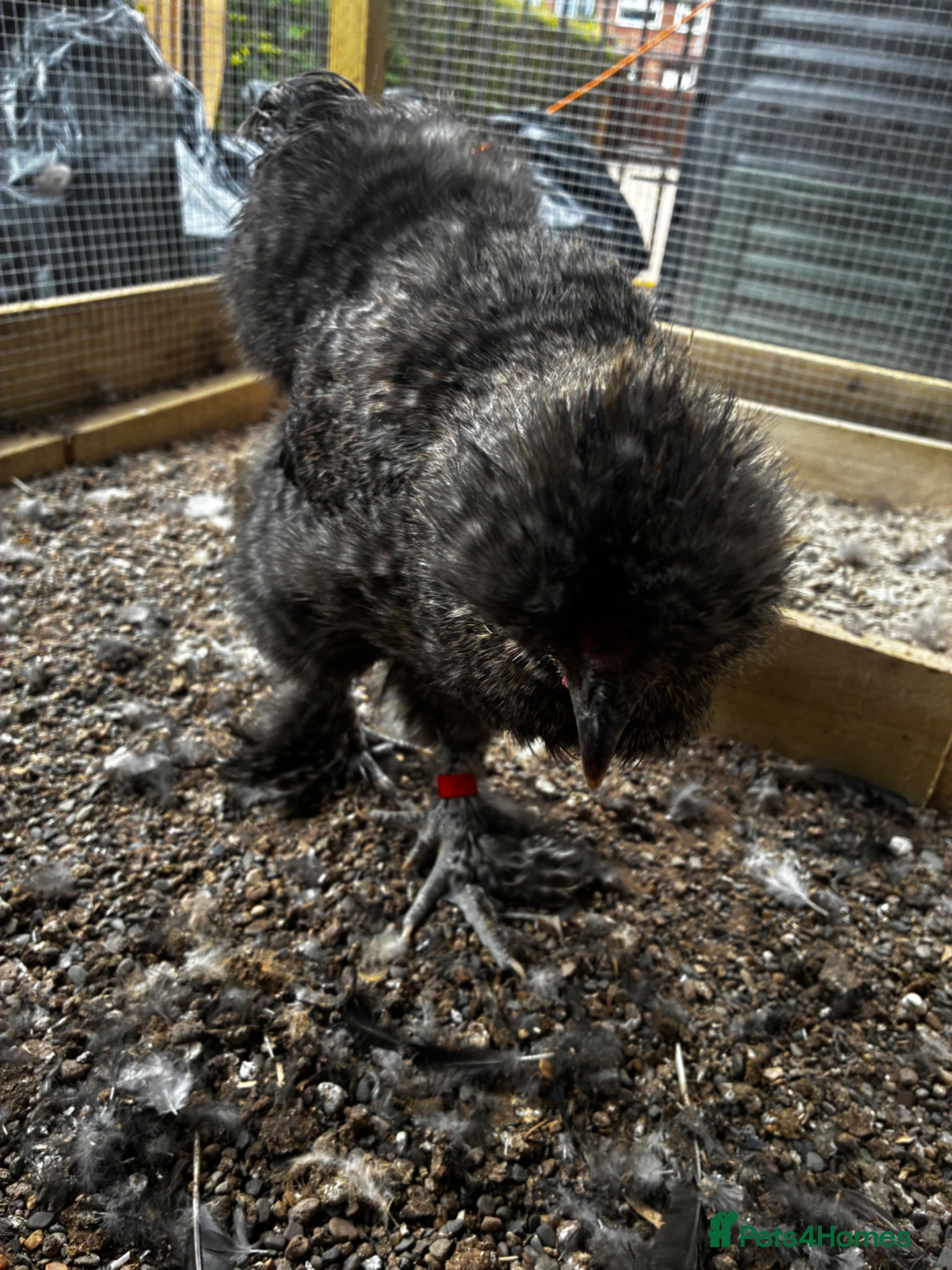 Chickens poultry for sale: Bearded silkie cockerel/ cocoo  - Advert 6