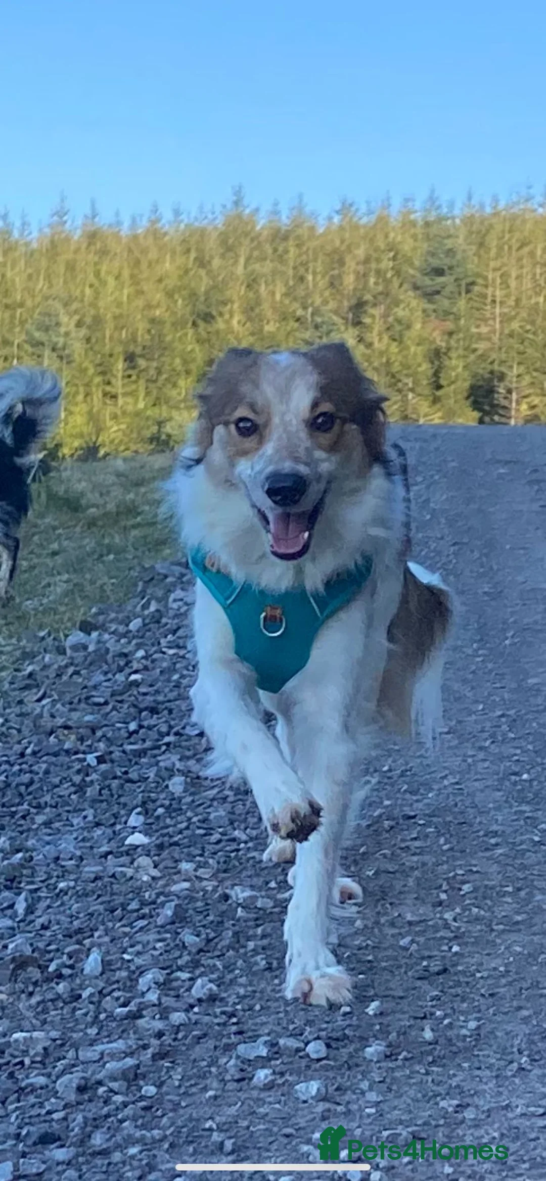 Border Collie dogs for sale: Female border collie for rehoming  - Advert 4