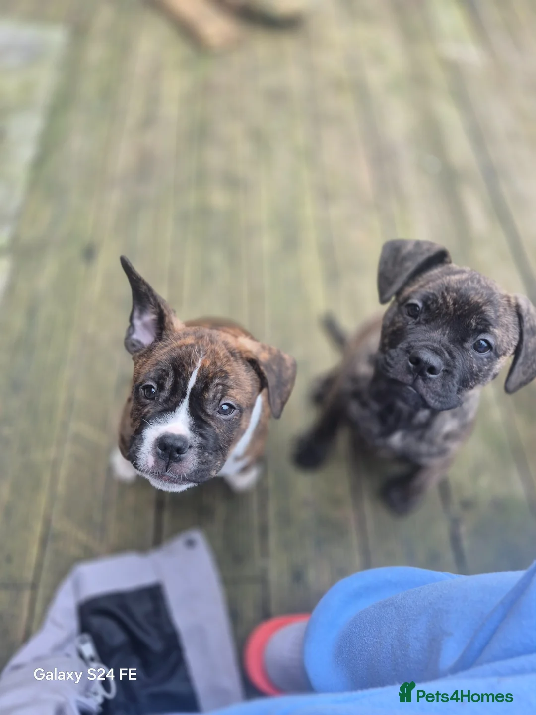 Mixed Breed dogs for sale: !!Ready to go!! staffie cross french bulldog - Advert 1