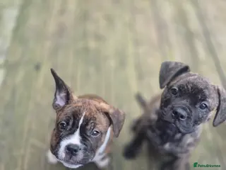 Mixed Breed dogs !!Ready to go!! staffie cross french bulldog - Advert 1