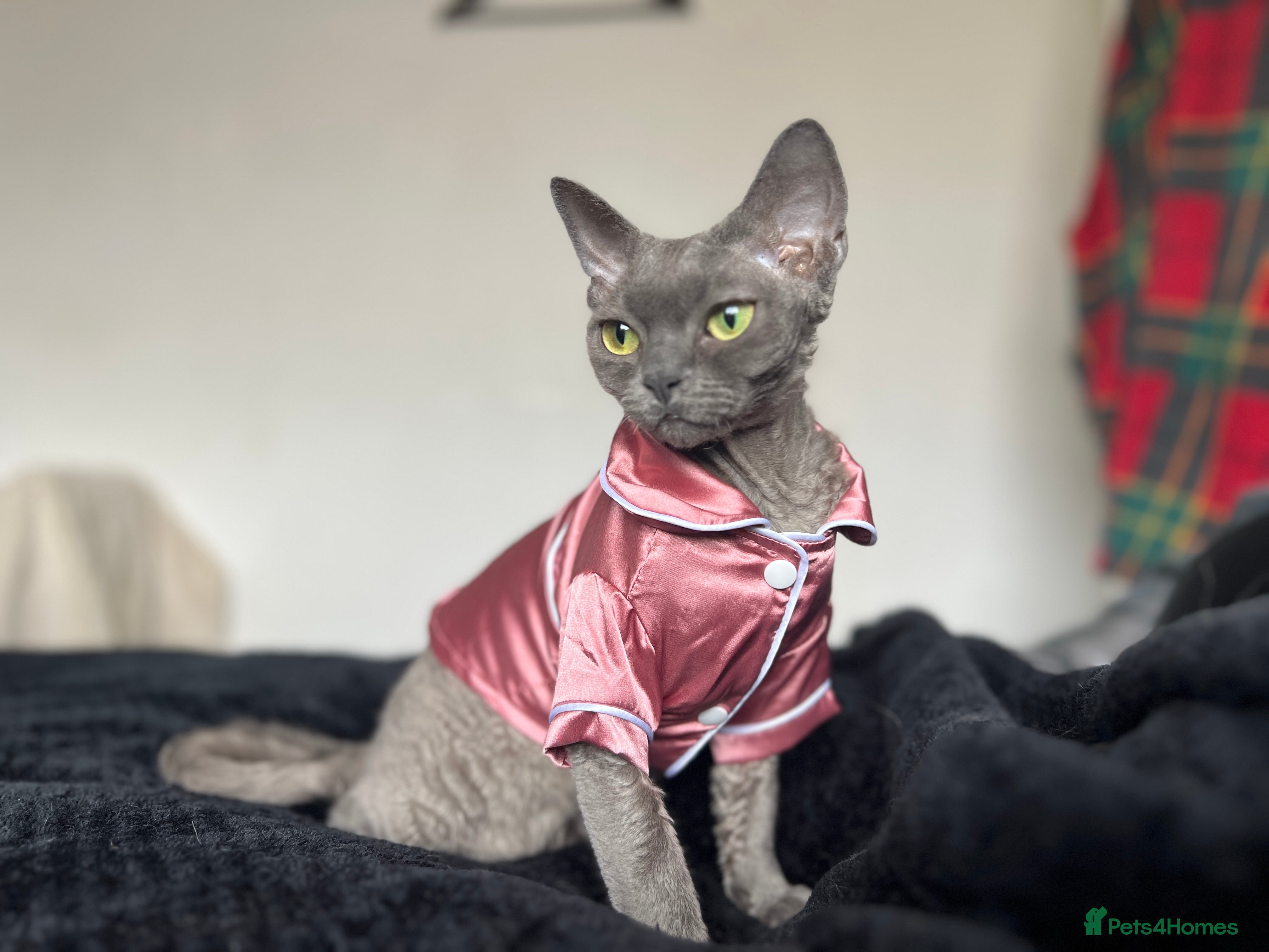 Devon Rex cats Female devon rex needs new home - Advert 3