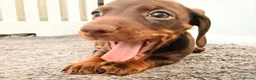 Miniature Dachshund dogs for sale: miniature dashhounds kc registered  - Advert 6