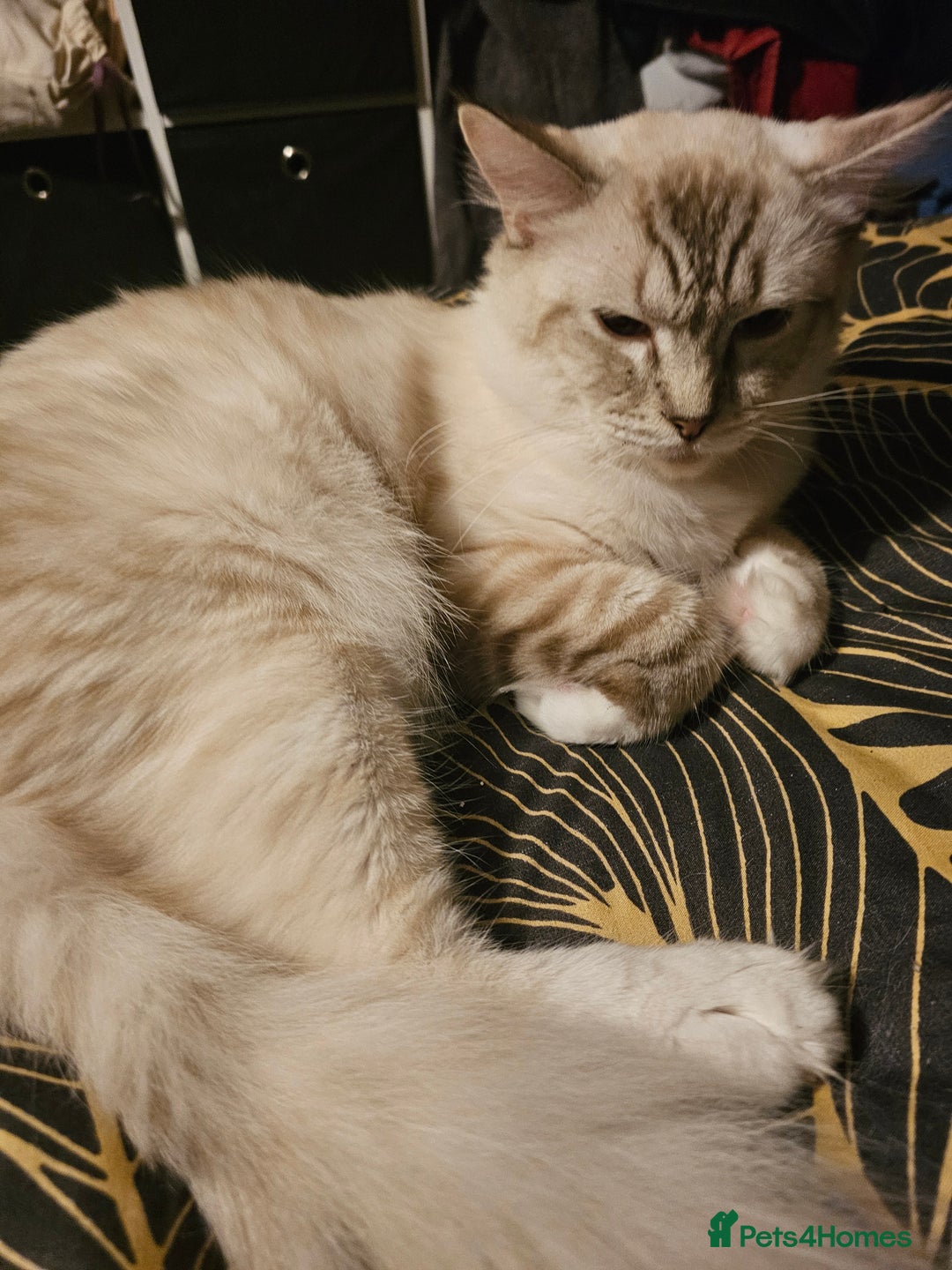 Ragdoll cats for sale: Adult Ragdoll Male - Advert 1