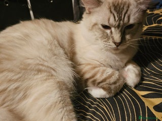 Ragdoll cats Adult Ragdoll Male - Advert 1