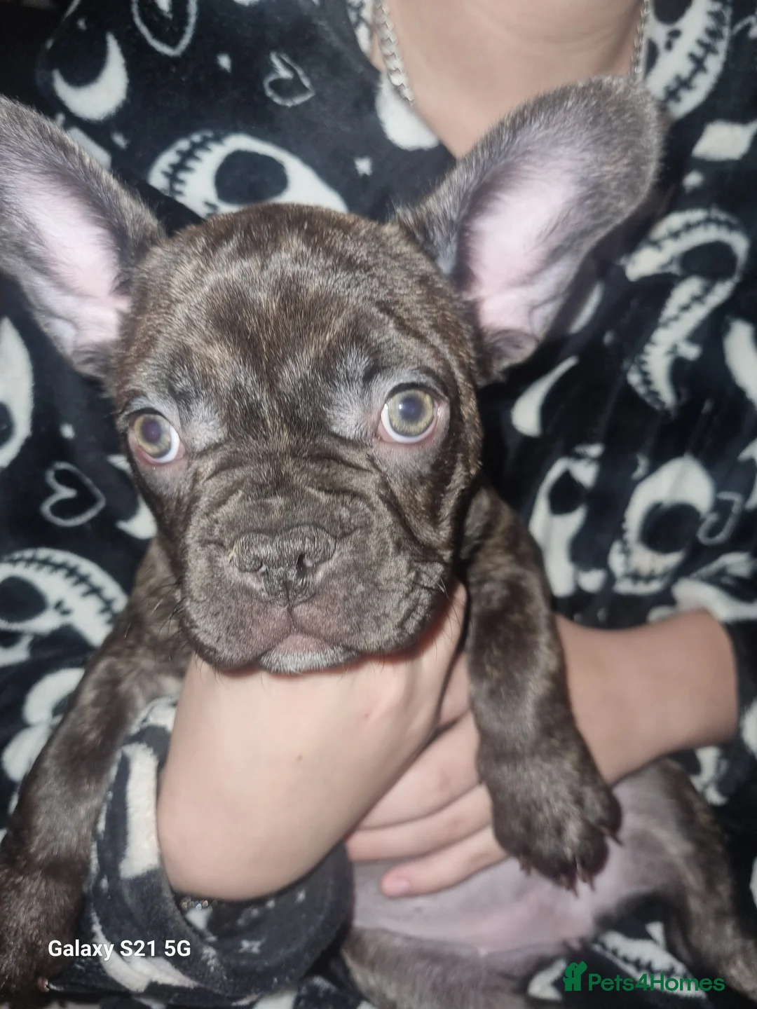 French Bulldog dogs for sale: KC French bulldog pups for sale. - Advert 2