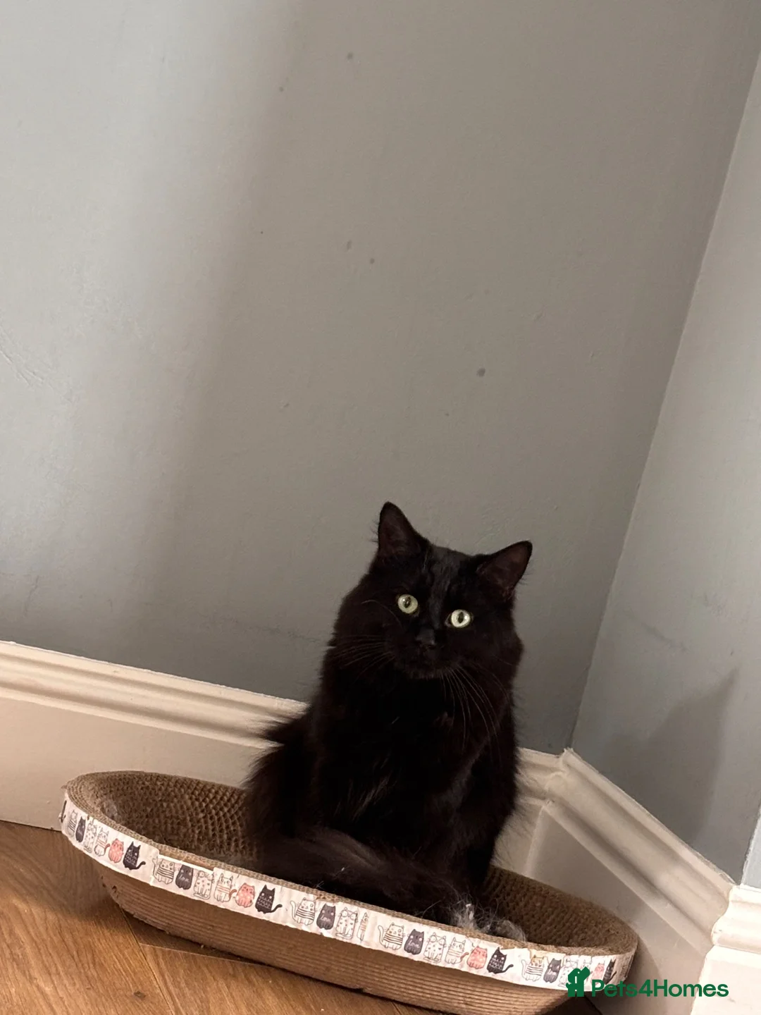 Ragdoll cats for sale: Black male ragdoll - Advert 2