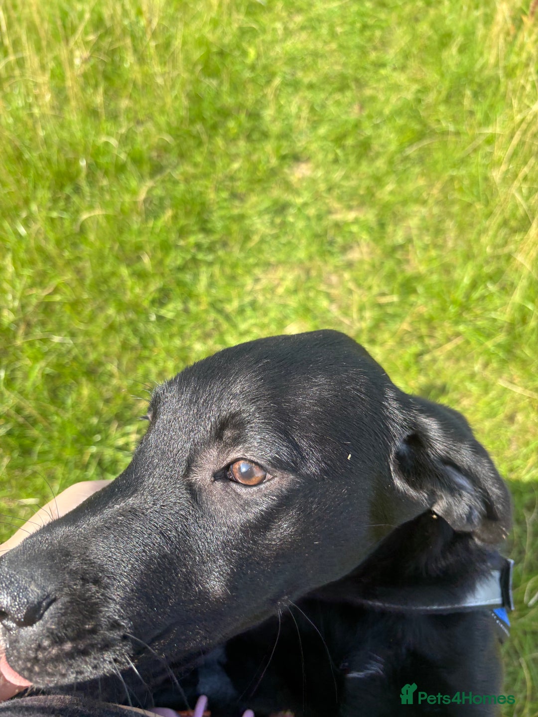 Goldador dogs for sale: Goldador for sale  - Advert 16