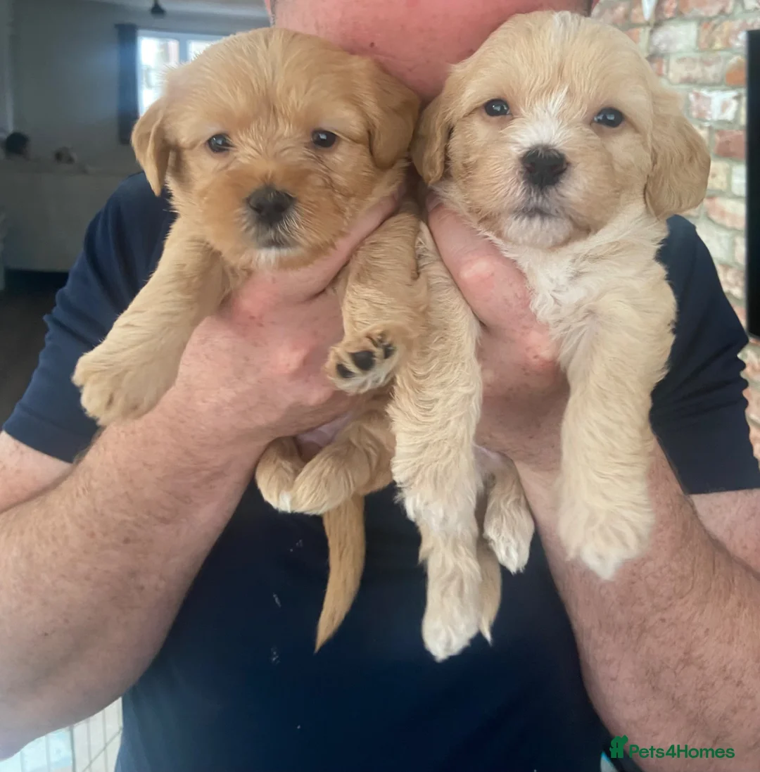 Mixed Breed dogs for sale: The Cutest Shih Poo-Doodles in Stockton-on-Tees - Advert 1