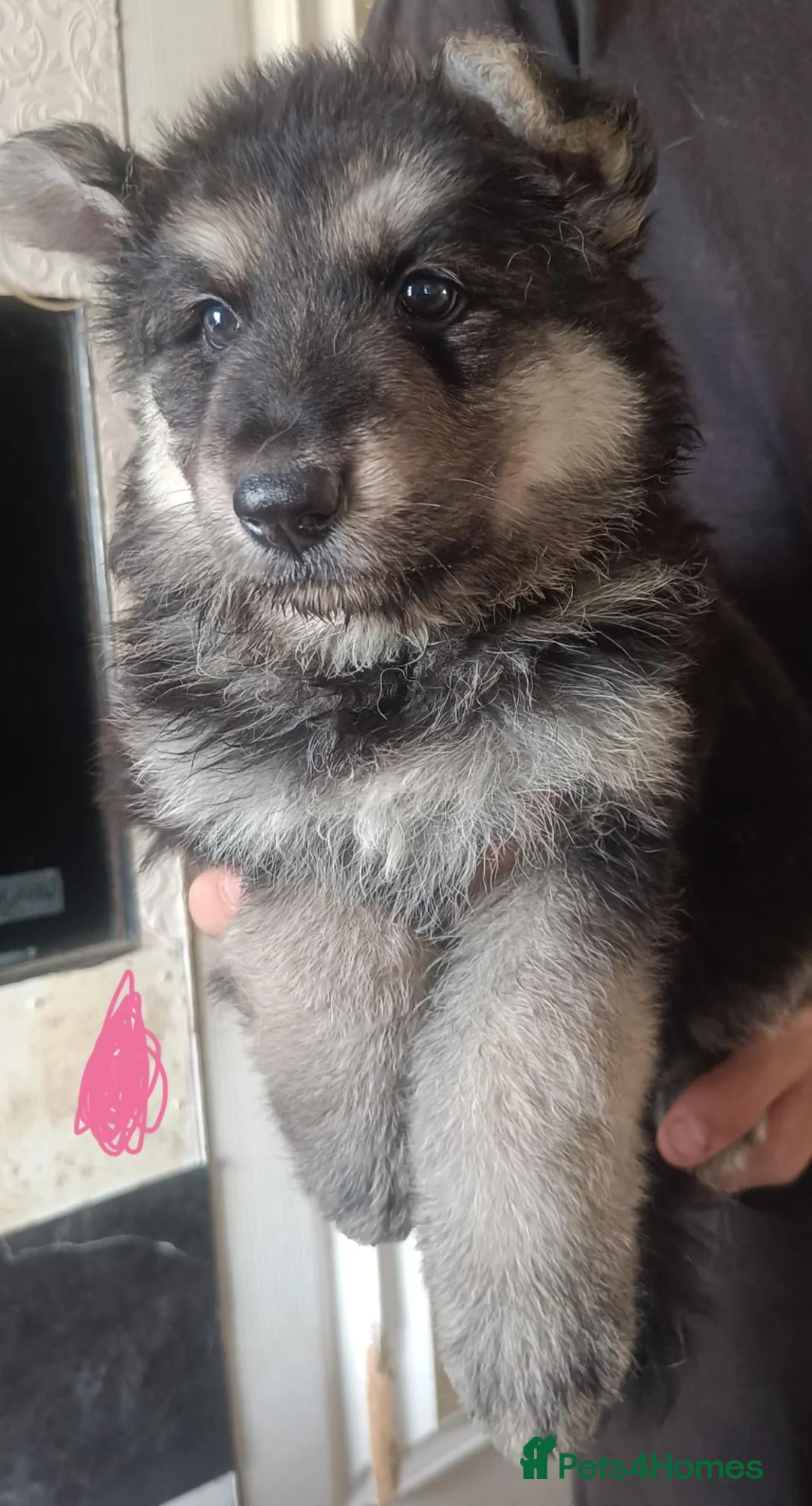 German Shepherd dogs for sale: One girl German shepherd  - Advert 1