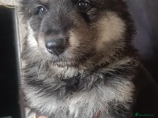 German Shepherd dogs One girl German shepherd - Advert 7