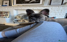 French Bulldog dogs for sale: French bulldog  - Image 15