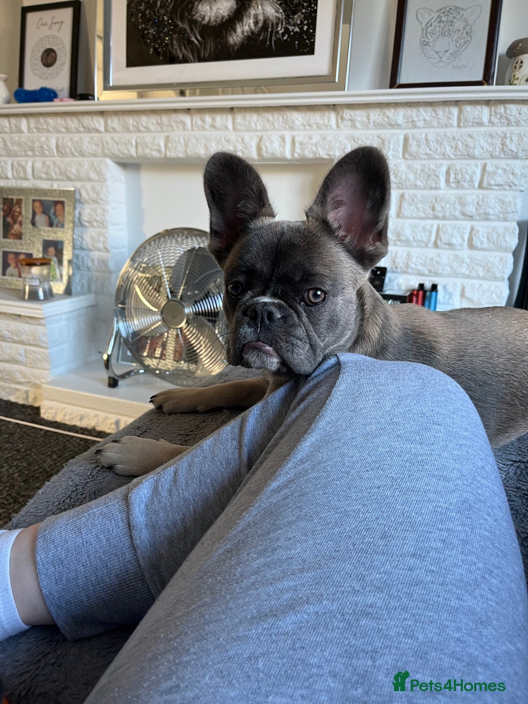 French Bulldog dogs for sale: French bulldog  - Image 15