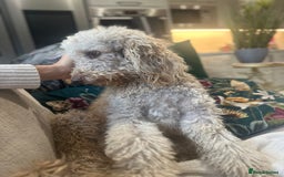 Mini Goldendoodle dogs for sale: Miniature golden doodle girl one year old - Image 5