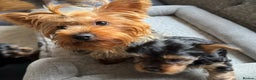 Yorkshire Terrier dogs for sale: Beautiful Yorkshire Terrier Puppies - Advert 5