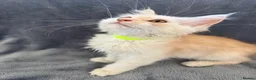 Maine Coon cats for sale: Maine Coon 3/4 Cross Kittens  - Advert 15