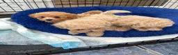 Poochon dogs for sale: 3 gorgeous Poochon puppies for sale - Advert 5