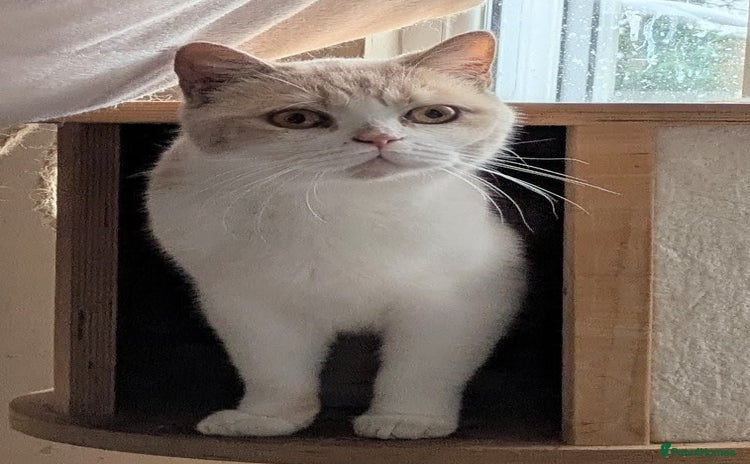 British Shorthair cats British shorthair adults  - Advert 14