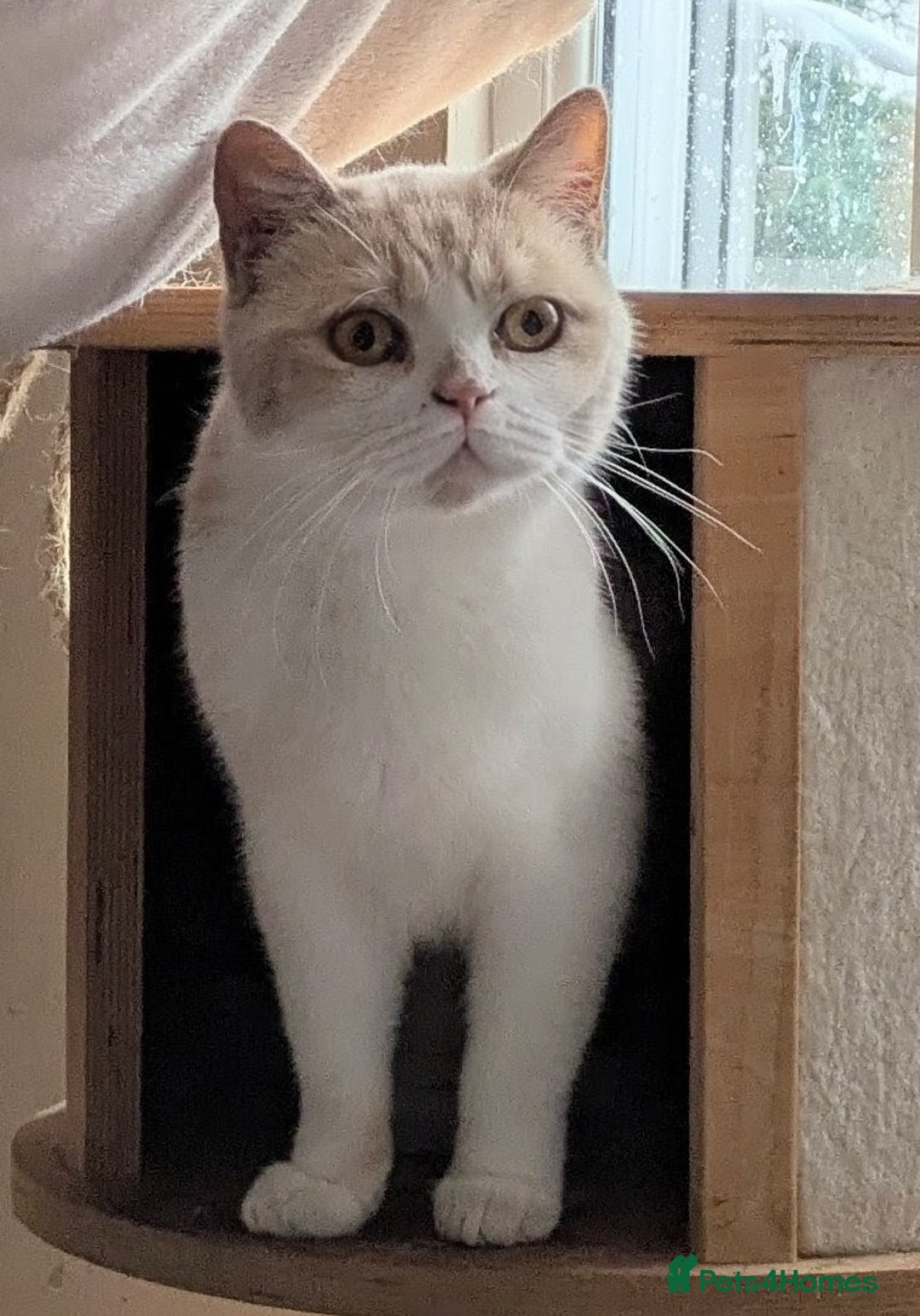 British Shorthair cats for sale: British shorthair adults  - Advert 1