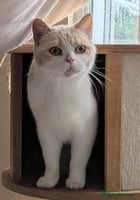 British Shorthair cats - Advert 3