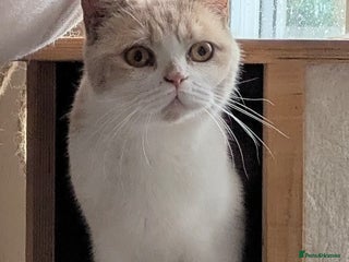 British Shorthair cats British shorthair adults - Advert 17