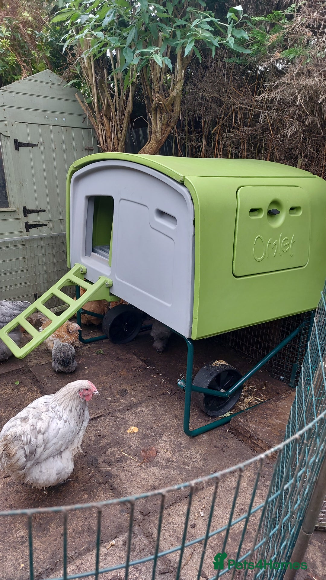 Hens poultry for sale: 4 MIXED PUREBRED HENS - Image 1
