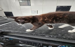 Mixed Breed cats for sale: Male kitten - Image 5