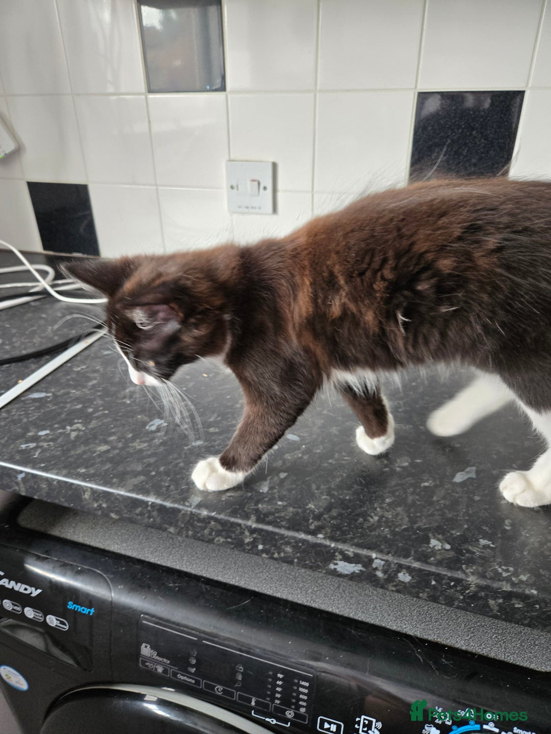 Mixed Breed cats for sale: Male kitten - Image 5