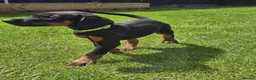 Dobermann dogs for sale: ☆☆Ready to leave Today  Black Doberman Puppies☆☆ - Advert 22