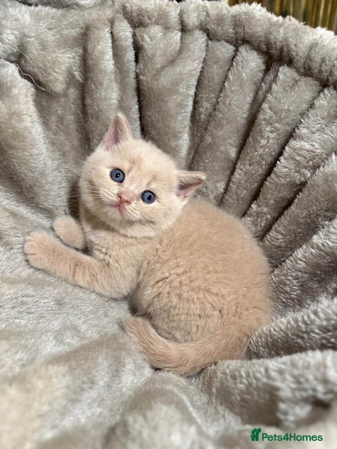 British Shorthair cats for sale:  🐾5 Beautiful British Shorthair Kittens🐱❤️ - Advert 1