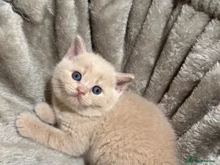 British Shorthair cats 🐾5 Beautiful British Shorthair Kittens🐱❤️ - Advert 2