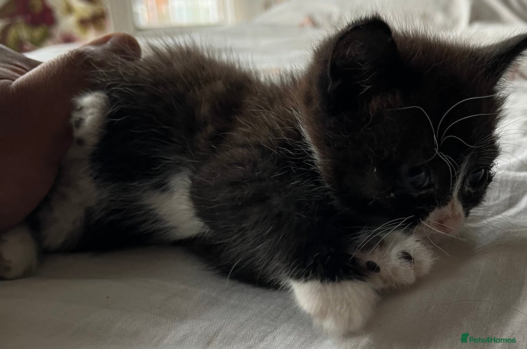 Mixed Breed cats for sale: 5 beautiful kittens  - Advert 15