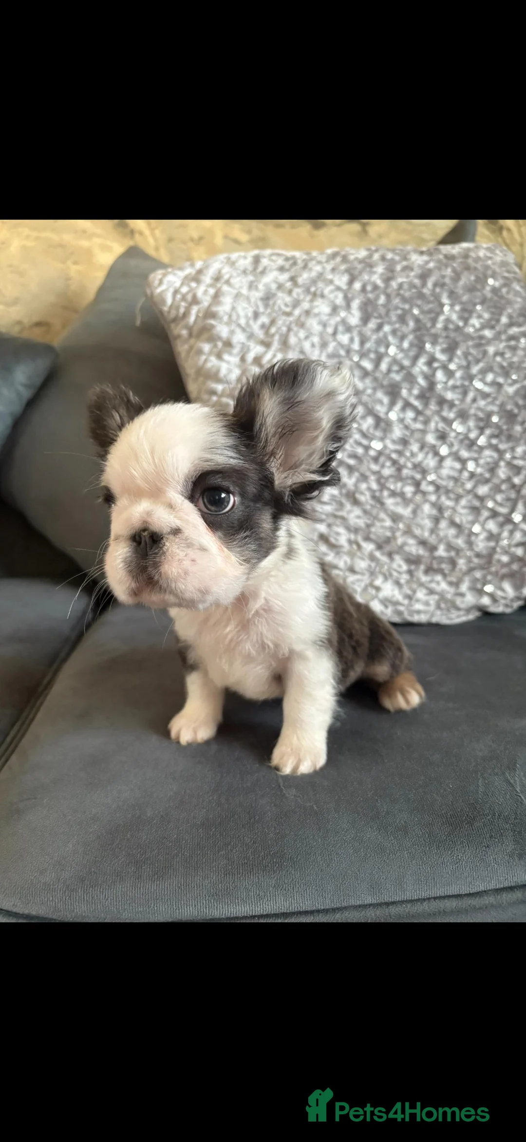 French Bulldog dogs for sale: Luxury Female full fluffy panda husky  - Advert 7