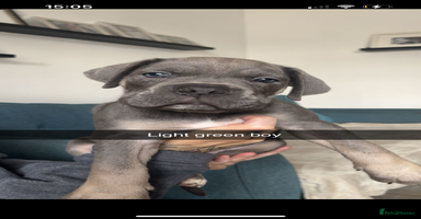 Cane Corso dogs - Advert 6