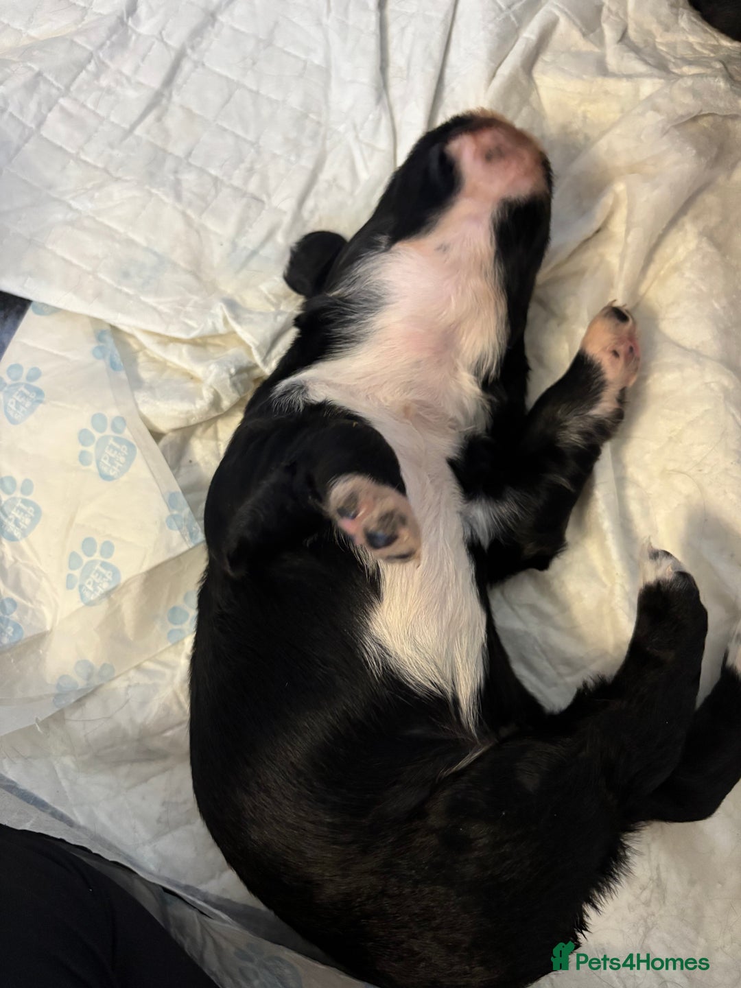 Cocker Spaniel dogs for sale: Cocker spaniel boys  - Advert 10