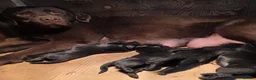 Labrador Retriever dogs for sale: Hugh Quality Black Labrador Puppies - Advert 29