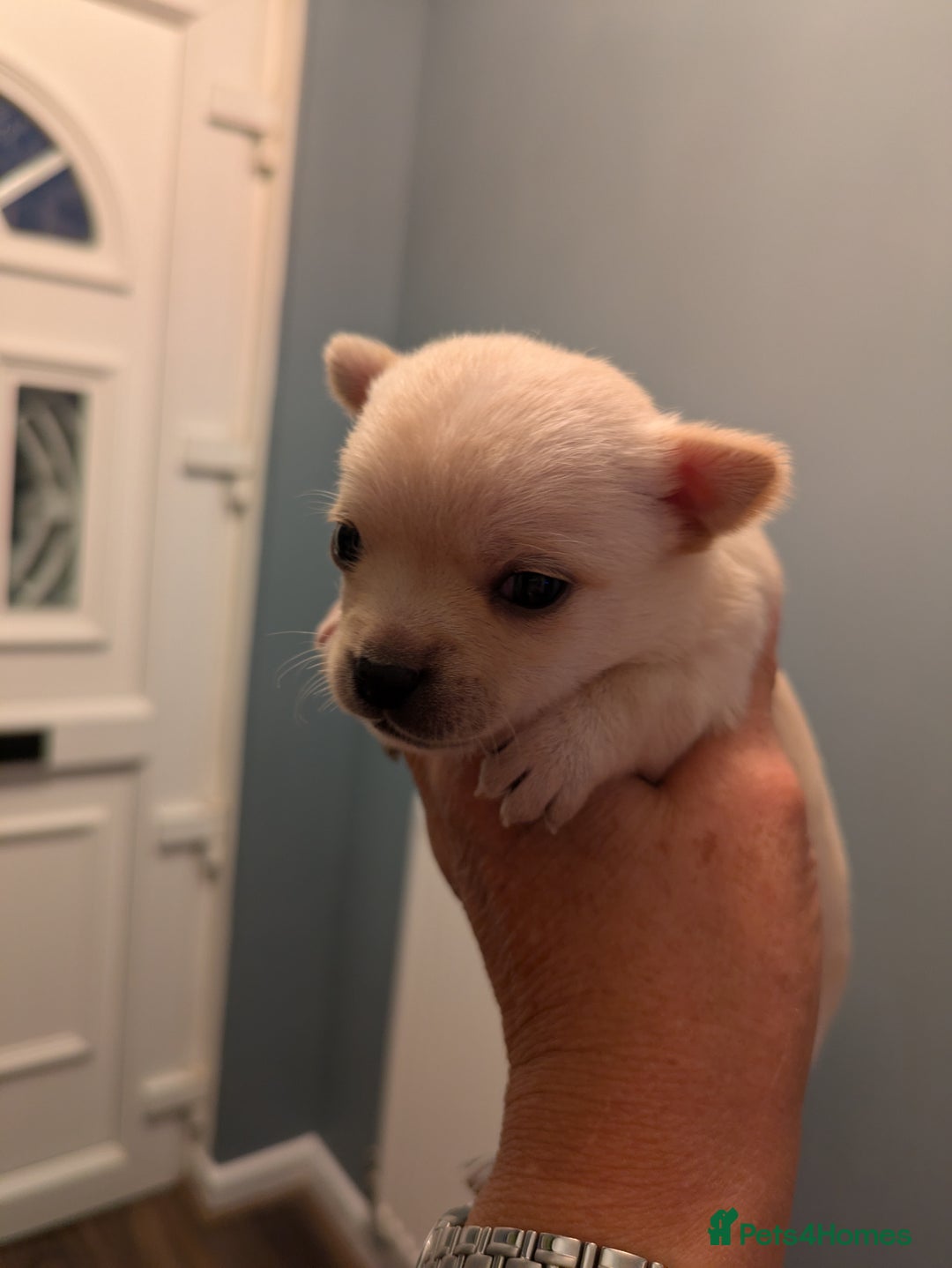 Chihuahua dogs for sale: Chihuahua  - Image 3